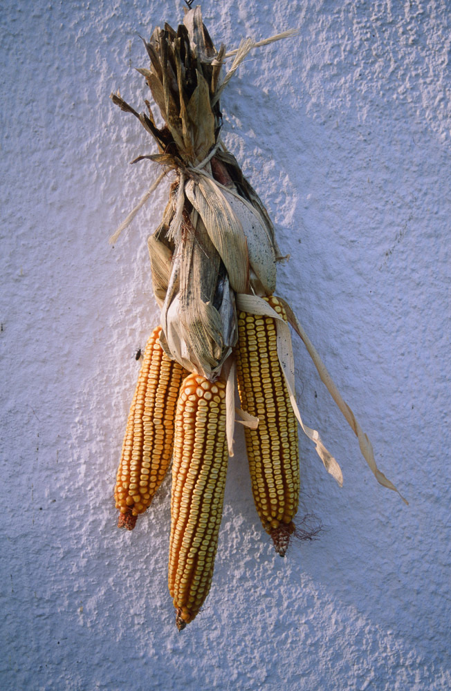 Corn Sheaf on Church Wall, Rural Virginia Alan Eckert Photography