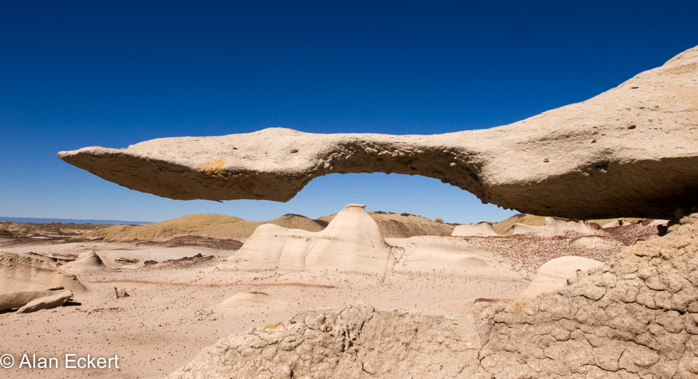 Bisti swan