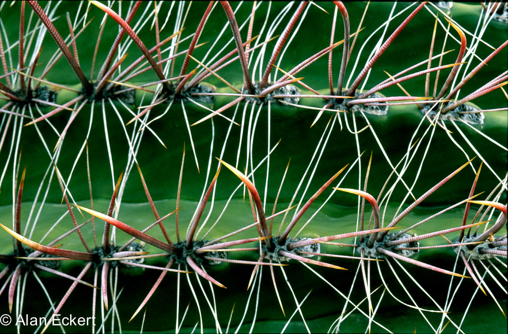 Cactus closeup