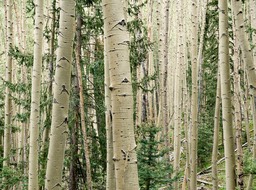 Eckert_060721N0025