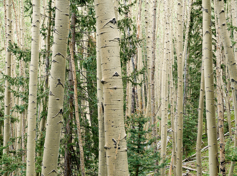 Eckert_060721N0025