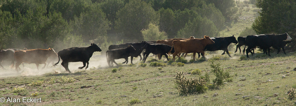 Eckert_060831N4950