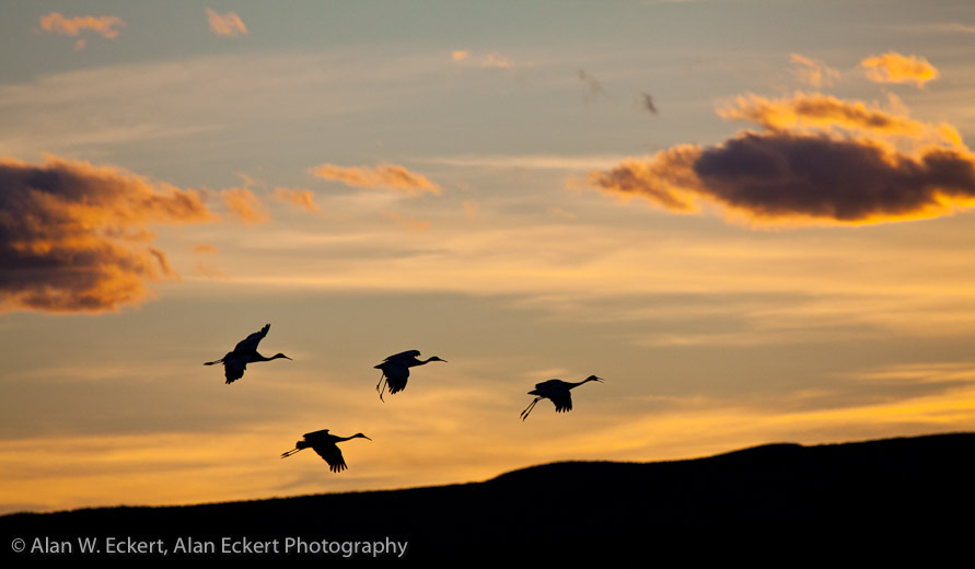 Eckert_110109_1144
