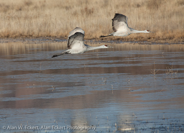 Eckert_110110_1308