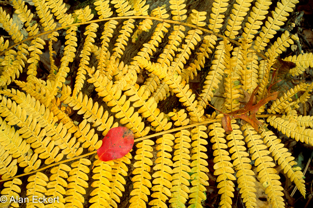 fern&leaves310-raw