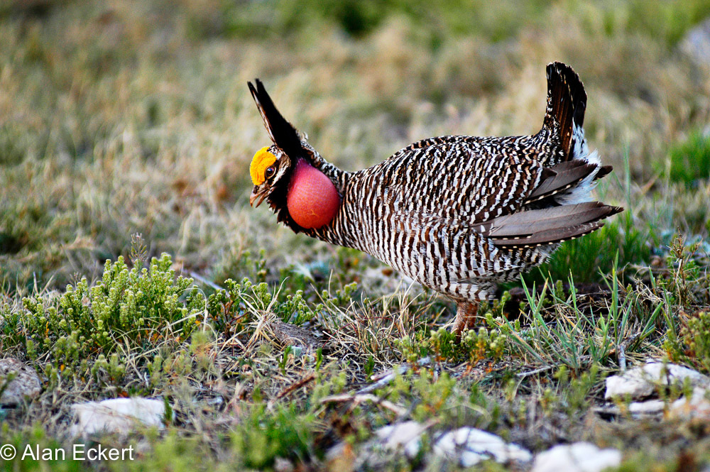 Male-profile-left5