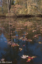Nanjemoy reflections3