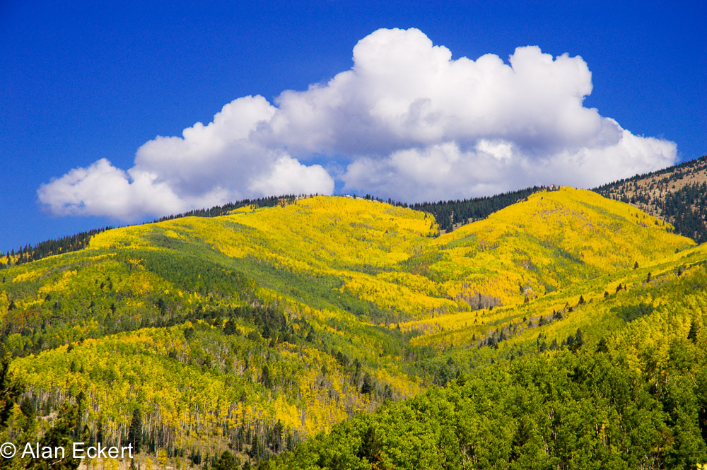 SangreAspens1