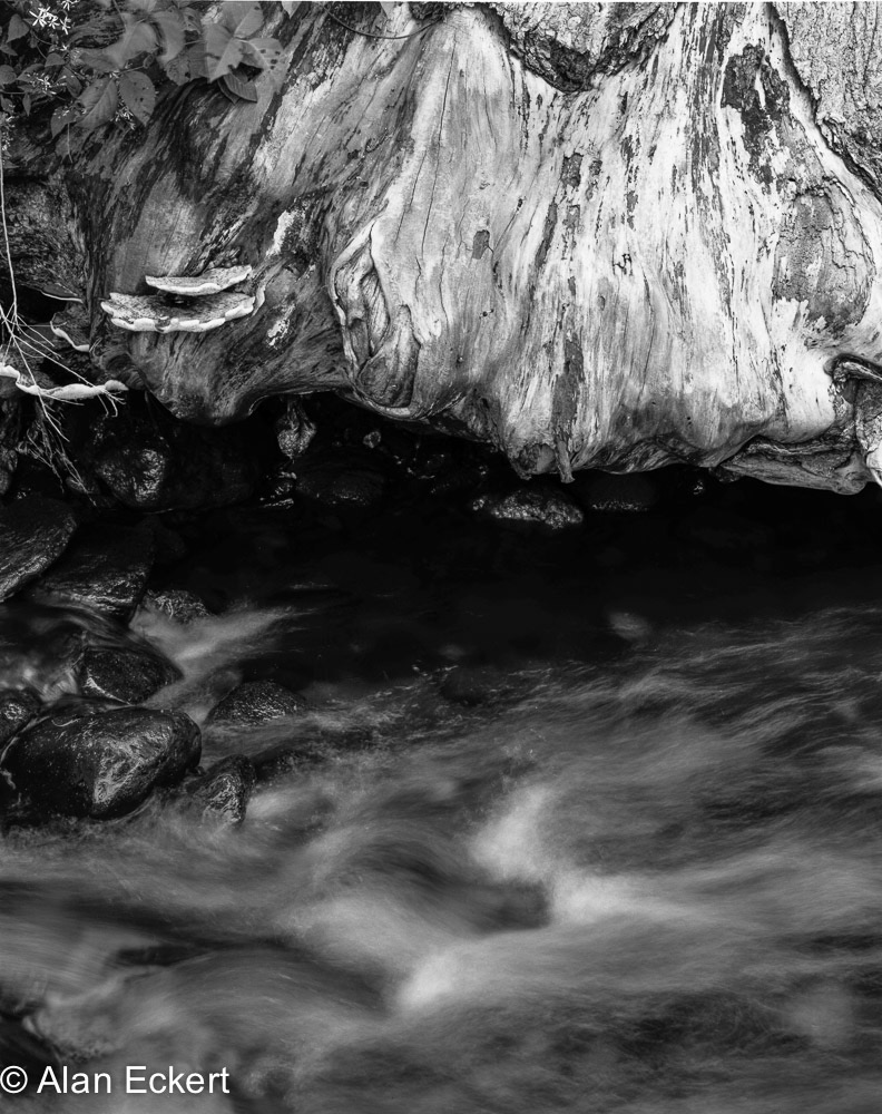 Stump&stream