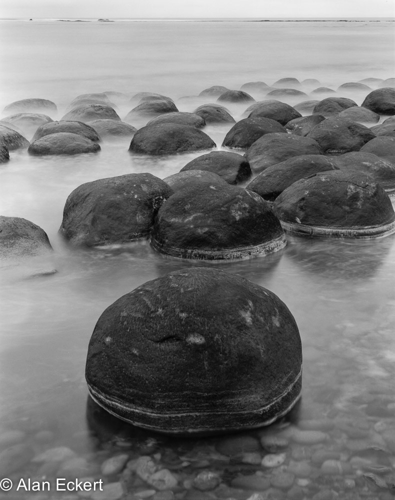 Turtles