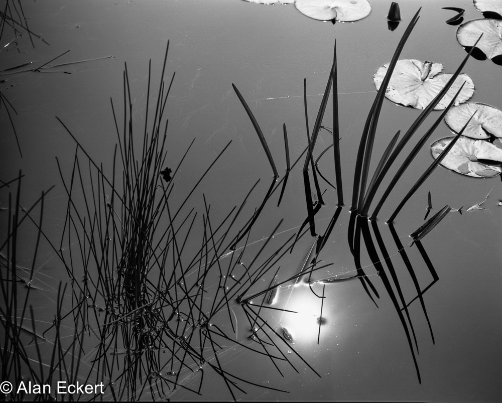 Water lilies